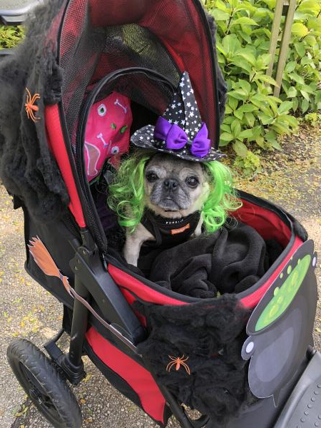 /images/uploads/pug nation rescue of los angeles/pugnation2020/entries/11217thumb.jpg